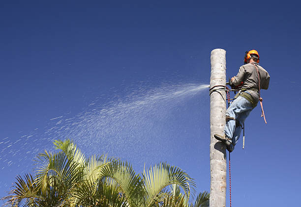 Best Leaf Removal  in Toftrees, PA