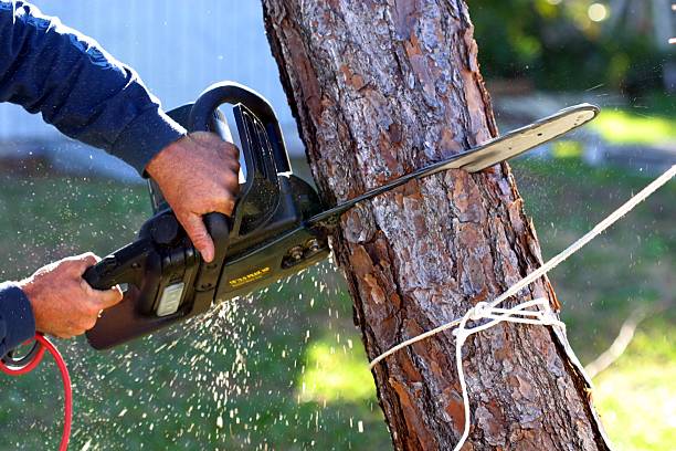 Tree and Shrub Care in Toftrees, PA