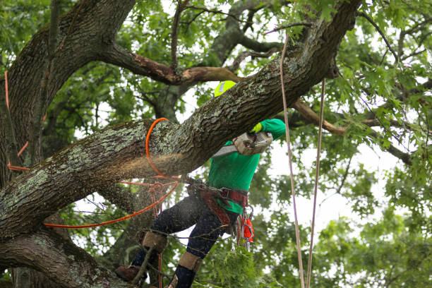 Best Seasonal Cleanup (Spring/Fall)  in Toftrees, PA