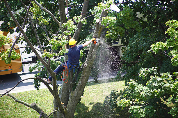 Best Sod Installation  in Toftrees, PA